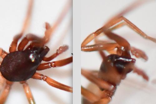 Harpactea hombergi